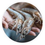 世界の食がMarでつながる